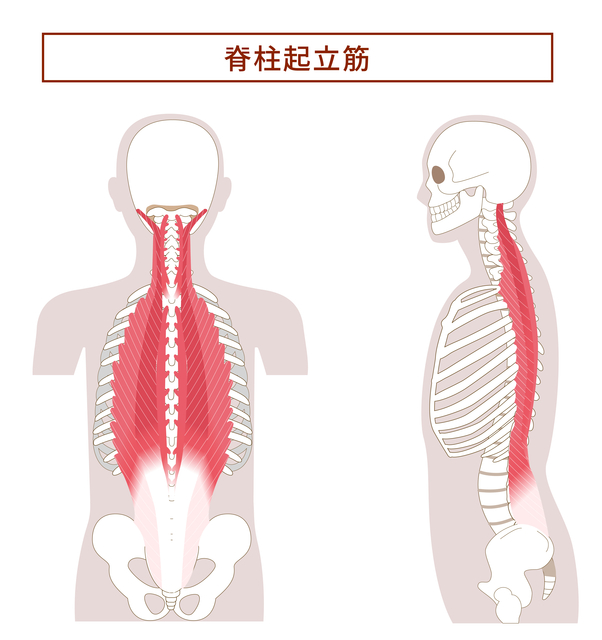 脊柱起立筋